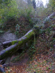 Ein Baum versperrt den Weg