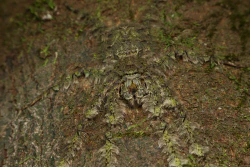 Versteckte Spinne (Lichen Huntsman Spider) auf einem Baum