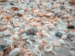 Schalen am Strand