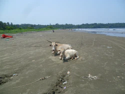 Kuehe am dreckigen Strand