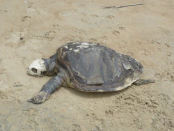 tote Schildkroete