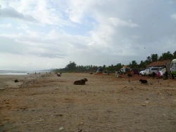 Kuehe am dreckigen Strand