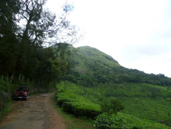 Blick zum Chembra Peak?