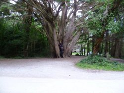 Baum im National Parc in Killarney